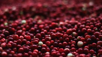 Does cranberry juice help pass a drug test